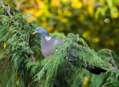 Güvercin, güvercin, Columba palumbus, yeşil bir çam dalında oturuyor.