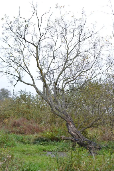 Baum Auf Der Wiese — Stockfoto