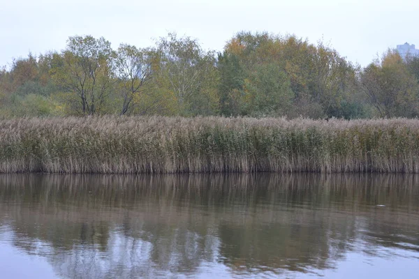 Trzciny Nad Jeziorem — Zdjęcie stockowe