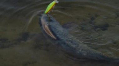 Balıklar temiz göl suyunda yem çekiyor.