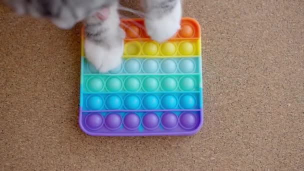 Gato juega con el juguete antiestrés de silicona de color pop it — Vídeo de stock