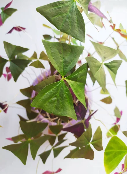 Oxalis Triangularis Domácí Zahradě Zelená Rostlina Bílém Pozadí — Stock fotografie