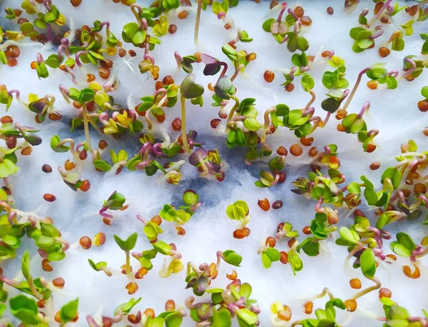 Microgreens Tumbuh Jendela Foto Makro — Stok Foto