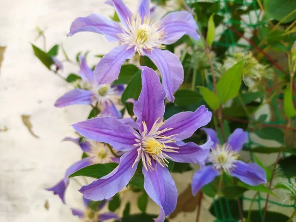 Kwiaty Purpurowe Clematis Jesienne Tło — Zdjęcie stockowe