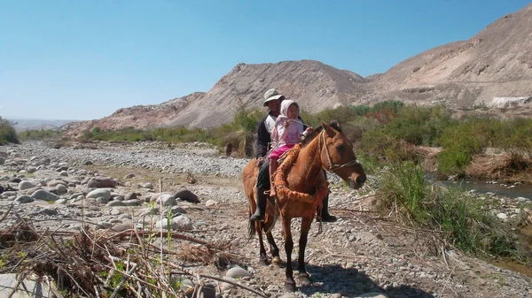 Ata binmek, Pedregal 'de işe gitmek. Arequipa, Peru