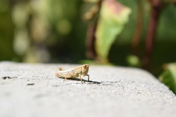 Saltamonte pequeno enfocado con la lente de la camara