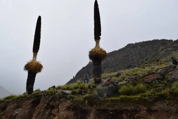İmponente Puya de Reimondi en montanas del Peru