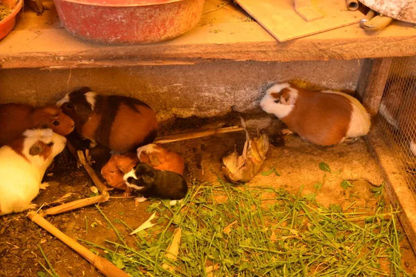 Çeviri: nazo82 Shagrathian İyi seyirler dilerim.