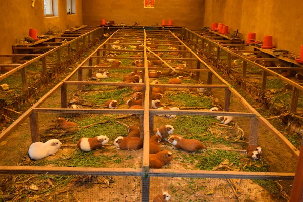 Crianza de cuyes en gran cantidad en granja