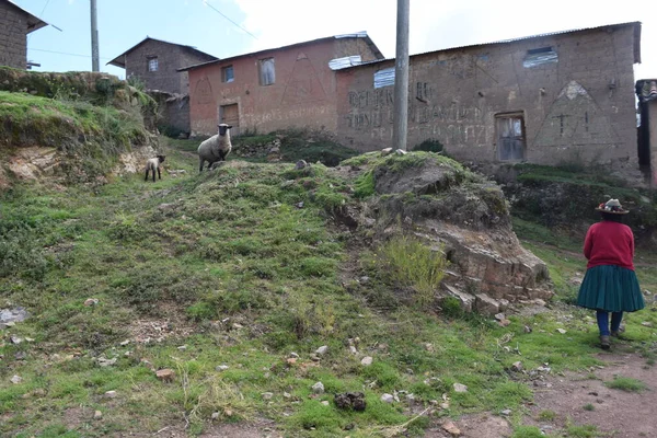 Mujer del campo pasteando sus borregos en el pueblo
