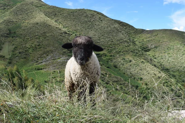 Borrego oso tomado desde un primer plano