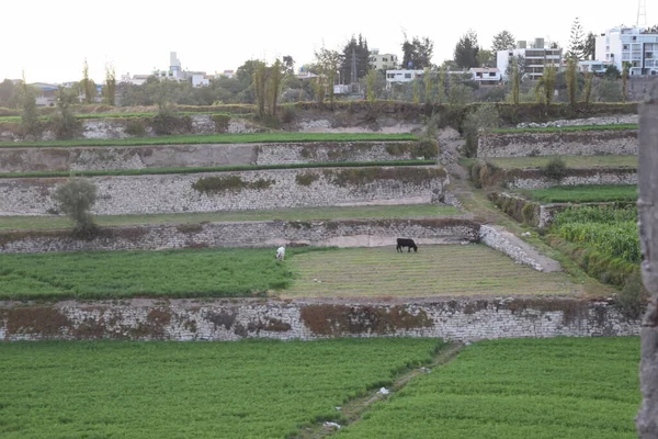 Andeneria con edificios y vaca comiendo karşıtlığı