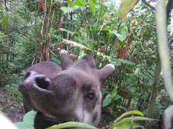 Tapir oso on medio del campo