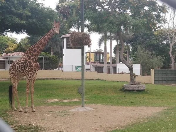 Hayvanat bahçesindeki tutsak zürafa Lima Peru 'daki efsaneler parkında yemek üzere olan ağaçlarla çevrili fotoğraf için poz veriyor..