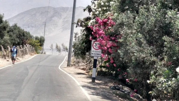 Vadinin ortasında zeytin tarlaları olan bir yol ve kısmen çiçeklerle kaplı bir trafik levhası ile yolun bir tarafında bir adam görebilirsiniz ve arka planda tepeleri görebilirsiniz. Caraveli - Arequipa - Peru