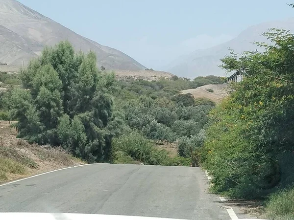 Bitkiler arasında kaybolan asfalt yola bakın; arka planda bazı tepeler ve gökyüzü, ağaçlar ve zeytinlikler görebilirsiniz; bu Caravel ilinde - Arequipa - Peru.