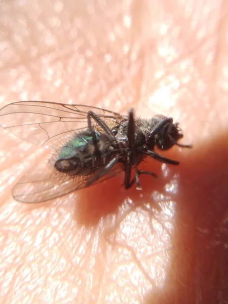 Mosca muerta sobre la palma de la mano, tomada con lente de gran zoom, se logra apreciar el detalle de la mosca y de parte de la palma que la sostiene