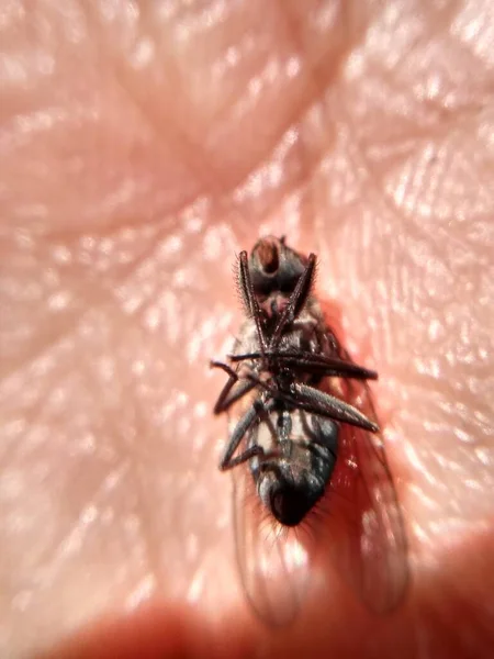 Mosca muerta sobre la palma de la mano, vista con gran zoom, donde se logra observar a detalle la fotografia tomada