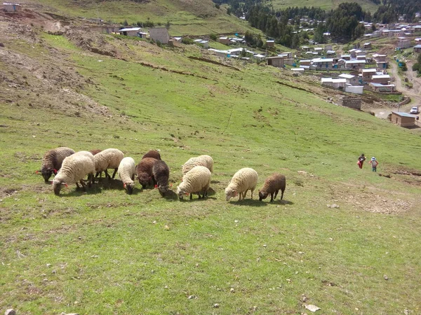 Ovejas pastando en un ladera. Çeviri: nazo82 Shagrathian İyi Seyirler... İyi Seyirler... İyi Seyirler...