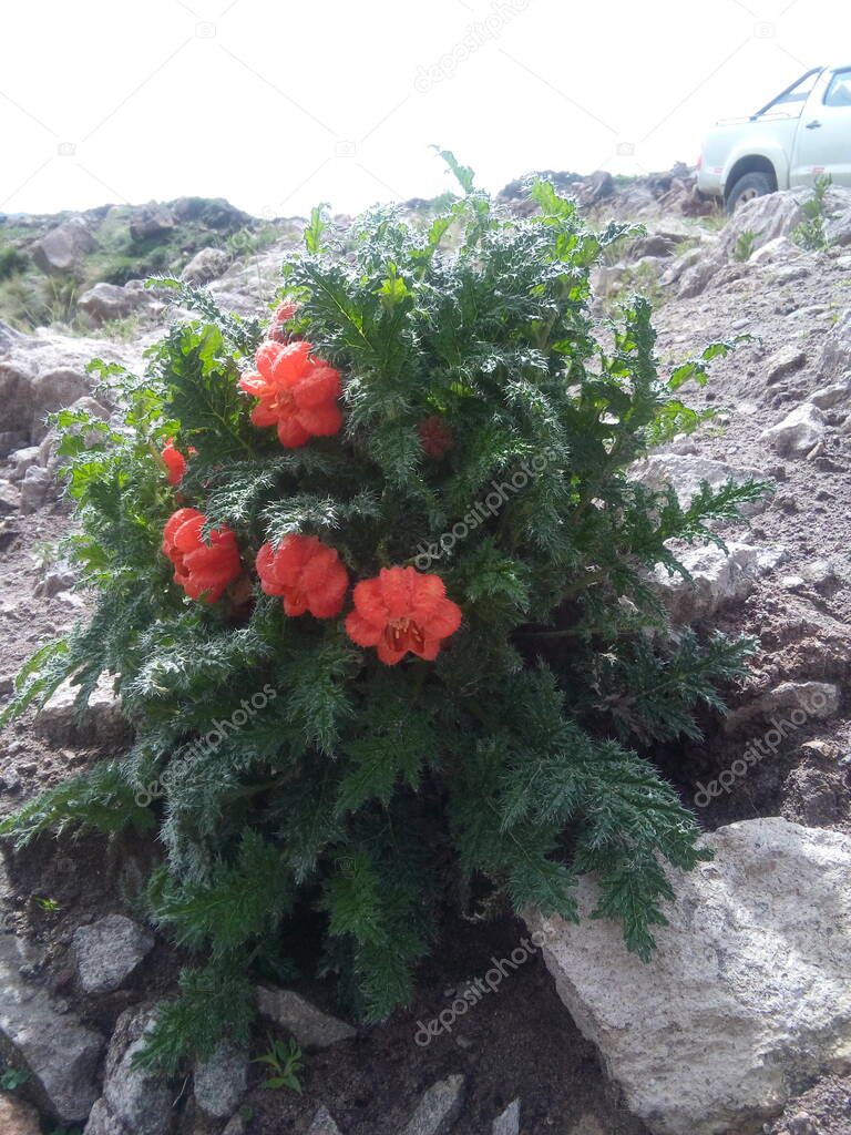 Ortiga creciendo aislada deja ver sus flores llamativas y hermosas, las cuales causan ardor a quien se atreva a tocarlas. Chumbivilcas - Cusco - Peru