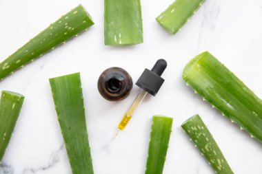 Natural aloe vera plant leaves with a cosmetic dropper bottle