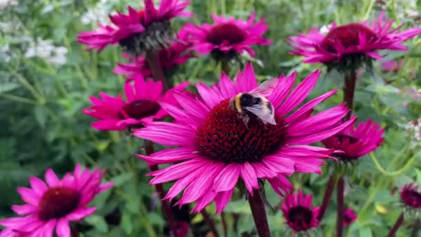 Dekat dengan lebah madu mengumpulkan serbuk sari dari bunga merah muda — Stok Video