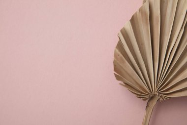 Kurumuş tropikal palmiye yaprağı. Pastel pembe arka planda çok az süsleme.