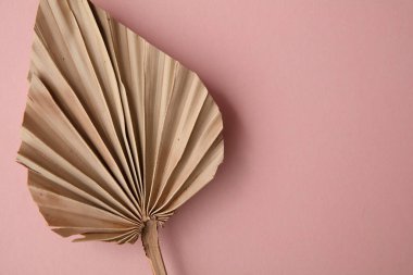 Kurumuş tropikal palmiye yaprağı. Pastel pembe arka planda çok az süsleme.