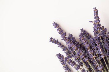 Düz beyaz arkaplanda kurumuş mor lavanta çiçekleri.