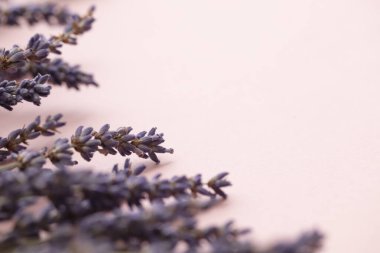 Pastel pembe arka planda güzel kurutulmuş lavanta çiçekleri.