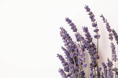 Düz beyaz arkaplanda kurumuş mor lavanta çiçekleri.