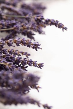 Düz beyaz arkaplanda kurumuş mor lavanta çiçekleri.