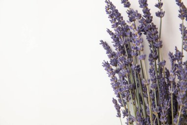 Düz beyaz arkaplanda kurumuş mor lavanta çiçekleri.