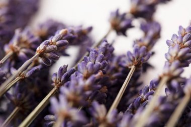 Düz beyaz arkaplanda kurumuş mor lavanta çiçekleri.