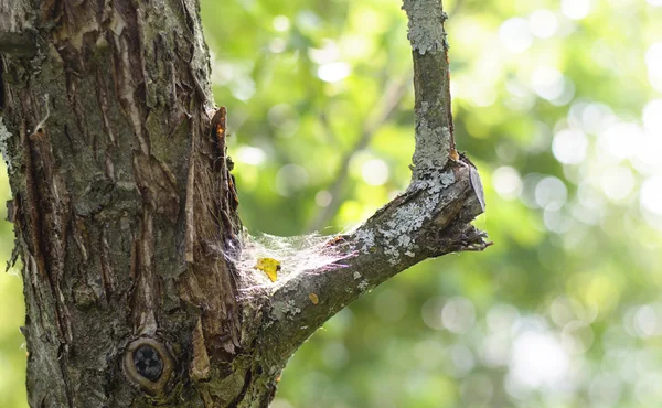 Telaraña en tronco de árbol . — Foto de stock gratis