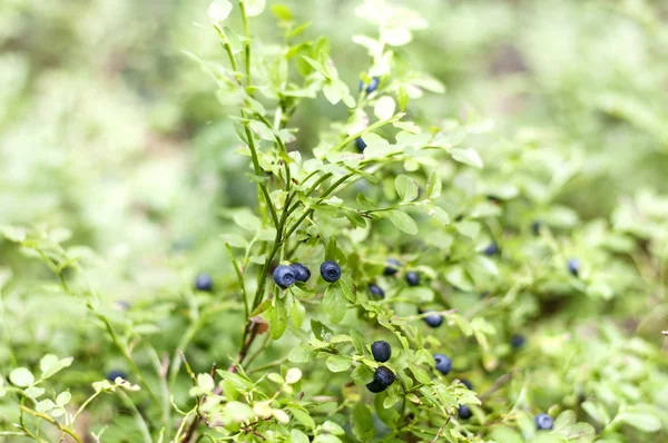 Blaubeere auf grünem vegetativem Hintergrund in Holz Stockbild