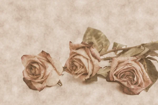 Fading rose. Withered rose