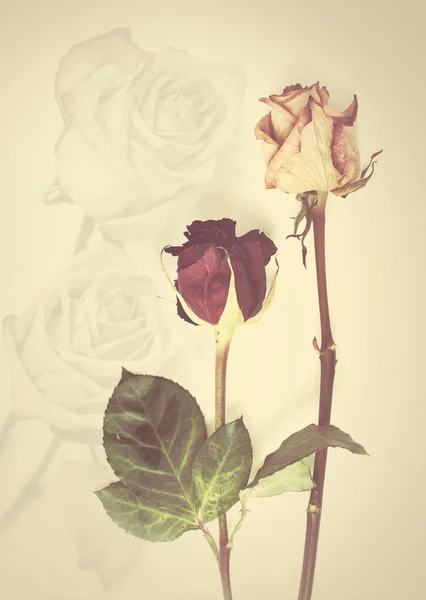 Fading rose. Dead rose.Roses frame.withered rose
