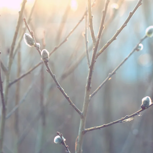 Frühling. Weicher Fokus, unscharfer Hintergrund, Weidenzweig mit Kätzchen. Frühlingskonzept — kostenloses Stockfoto