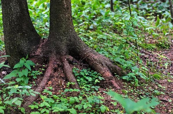 Rötter av gamla träd i skogen Royaltyfria Stockbilder