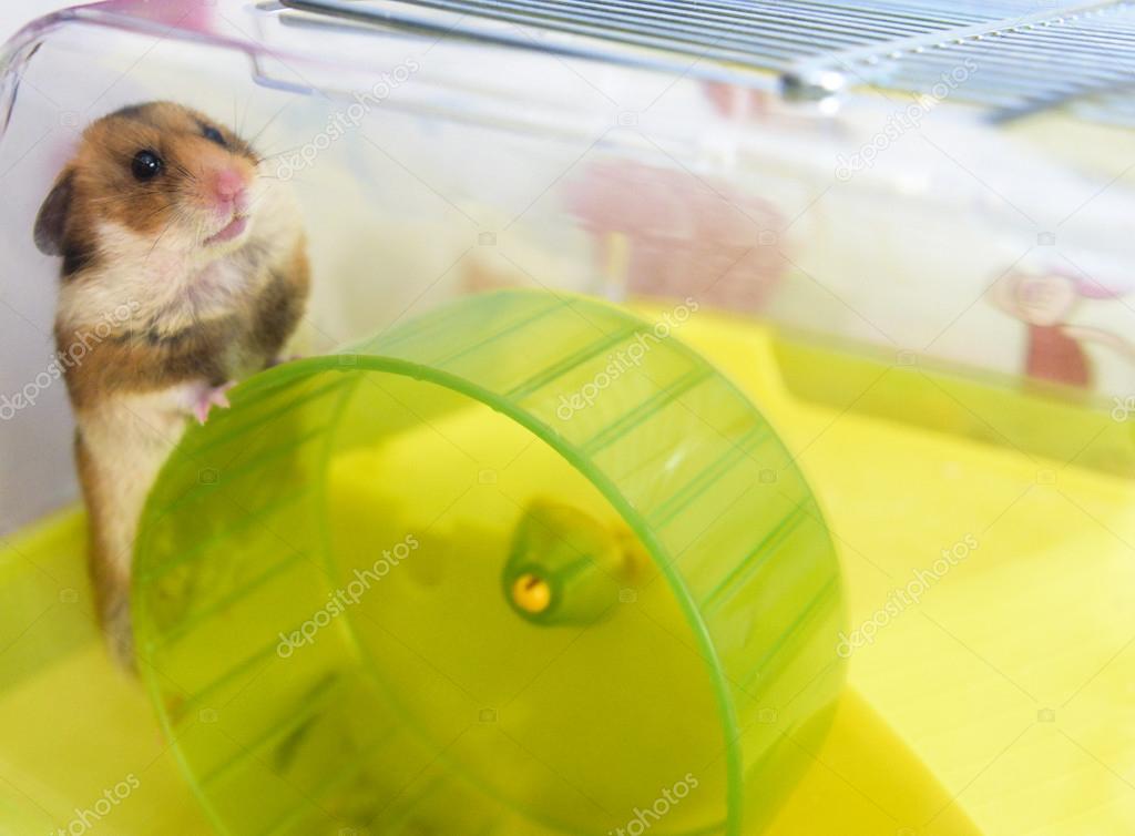 hamster is biting cage