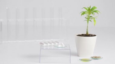 Şeffaf bir cam küpün üzerinde duran bir paket rektal buji alıyorum. Kenevir tohumu, CBD yağı, marihuana bitkisi ve test tüpleri etrafa yerleştirildi..