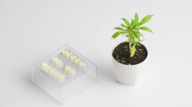 Bir el bir paket CBD hapı alıyor, marihuana bitkisi yanında beyaz bir saksının içinde duruyor..