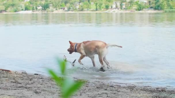Golden Labrador Dog Fetching Big Stick Danube River Happy Playful — Stock Video