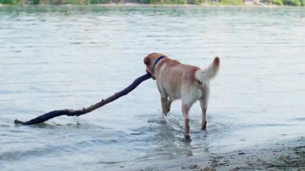 Χρυσός Λαμπραντόρ Σκύλος Που Φέρνει Μεγάλο Ραβδί Στον Ποταμό Δούναβη — Αρχείο Βίντεο