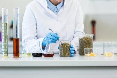 Laboratuvarda deney sırasında marihuana tohumlarıyla çalışan eldiven giyen eller. CBD ve CBDA yağları ve cam tüpler masada ve tablet sırt çantasından. Esrardan alınan sağlık eczanesi.