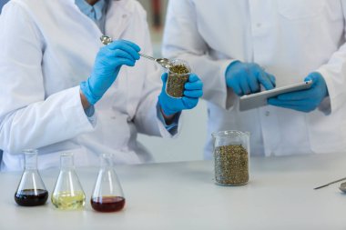 Laboratuvardaki deney sırasında deney kabında marihuana tohumlarıyla çalışan bilim adamları. CBD ve CBDA yağları ve cam tüpler masada. Esrardan alınan sağlık eczanesi