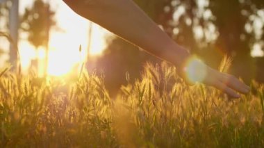 Güneş ışınları onu aydınlatırken el, alçak bir çimen tarlasından geçer..