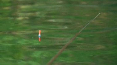 Balıklar Tuna Nehri 'nde sığ sularda yüzer.