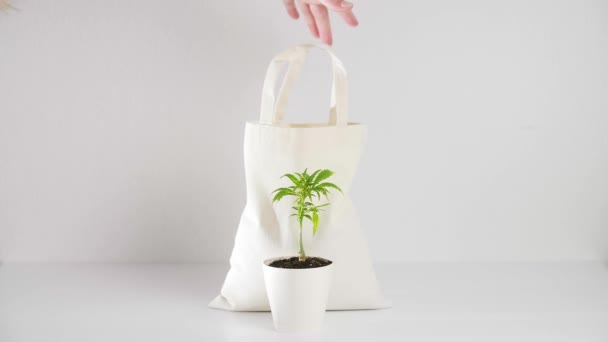 Saco Eco Com Planta Maconha Posicionada Frente Vaso Branco Com — Vídeo de Stock